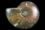 Flashy Red Iridescent Ammonite - Wide #127942-1